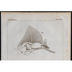 1825 - Squelette de poissons 