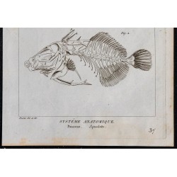 1825 - Squelette de poissons 