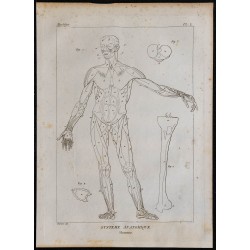 1825 - Musculature humaine 