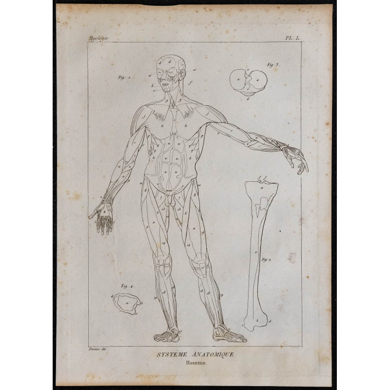 1825 - Musculature humaine 