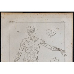 1825 - Musculature humaine 