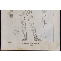 1825 - Musculature humaine 