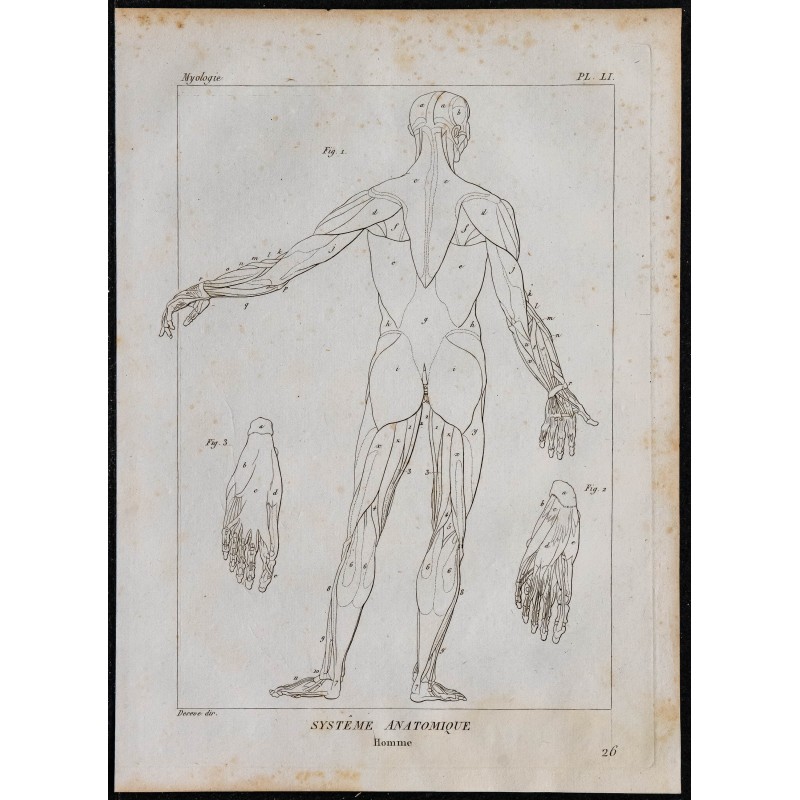 1825 - Myologie humaine 