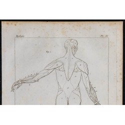 1825 - Myologie humaine 