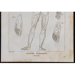 1825 - Myologie humaine 