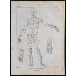 1825 - Muscles du corps humain 