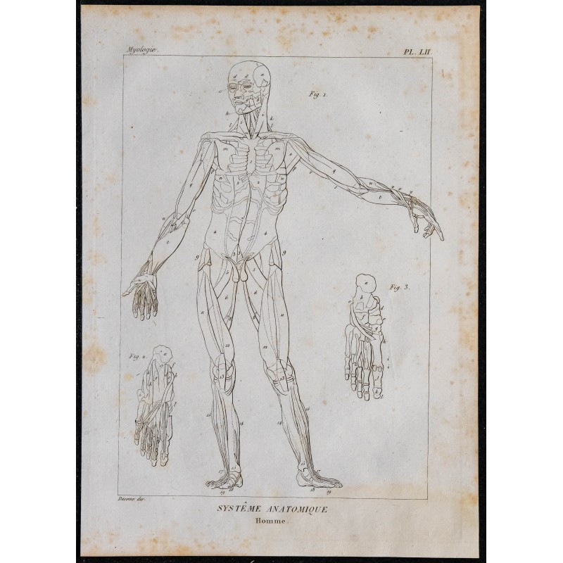 1825 - Muscles du corps humain 