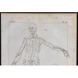 1825 - Muscles du corps humain 