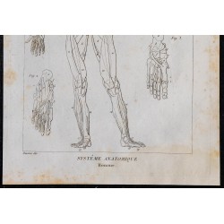 1825 - Muscles du corps humain 
