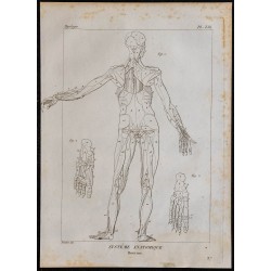 1825 - Musculature humaine 