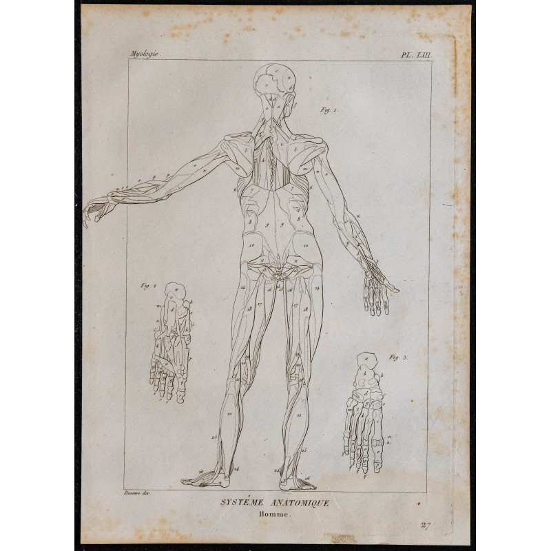 1825 - Musculature humaine 