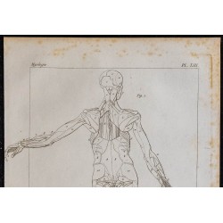 1825 - Musculature humaine 