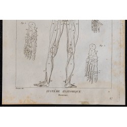 1825 - Musculature humaine 