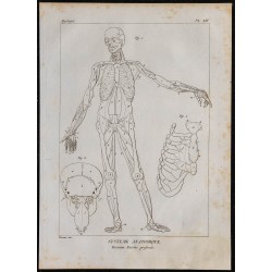 1825 - Muscles profonds humains 