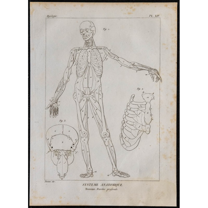 1825 - Muscles profonds humains 