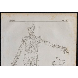 1825 - Muscles profonds humains 