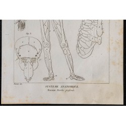 1825 - Muscles profonds humains 