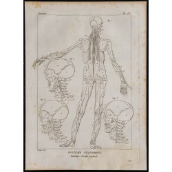 1825 - Muscles profonds de l'homme 