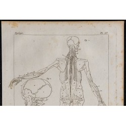1825 - Muscles profonds de l'homme 