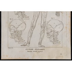 1825 - Muscles profonds de l'homme 