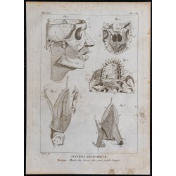 1825 - Muscles du visage et crâne humain 