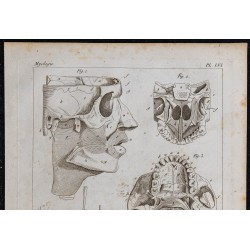 1825 - Muscles du visage et crâne humain 
