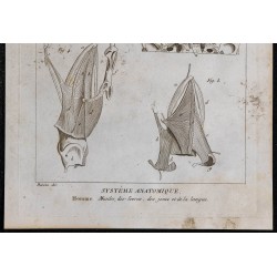 1825 - Muscles du visage et crâne humain 