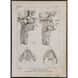 1825 - Muscles des joues, du pharynx et de la langue 