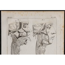 1825 - Muscles des joues, du pharynx et de la langue 