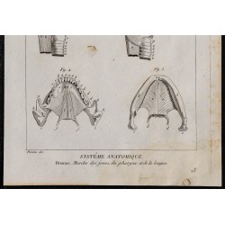 1825 - Muscles des joues, du pharynx et de la langue 