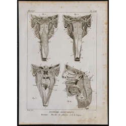 1825 - Muscles du pharynx et de la langue 