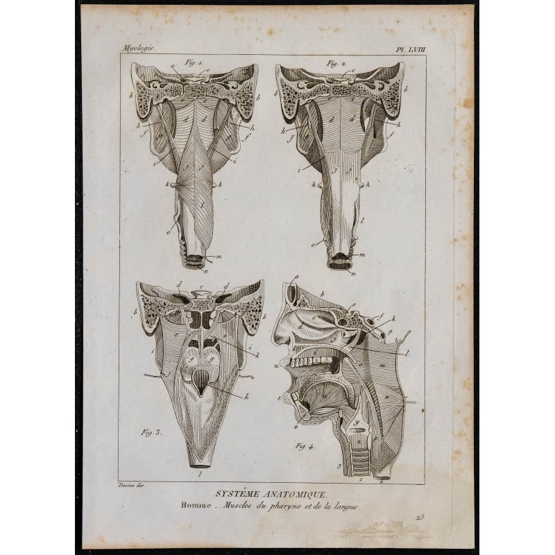 1825 - Muscles du pharynx et de la langue 
