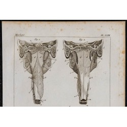 1825 - Muscles du pharynx et de la langue 