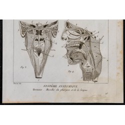 1825 - Muscles du pharynx et de la langue 
