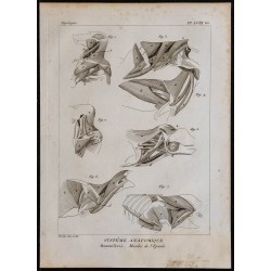 1825 - Muscles de l'épaule chez les mammifères 