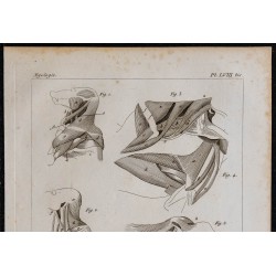 1825 - Muscles de l'épaule chez les mammifères 