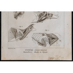 1825 - Muscles de l'épaule chez les mammifères 