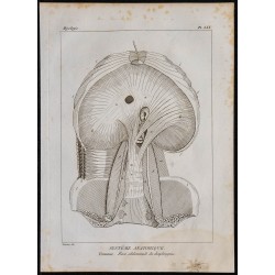 1825 - Face abdominale du diaphragme humain 