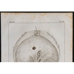 1825 - Face abdominale du diaphragme humain 
