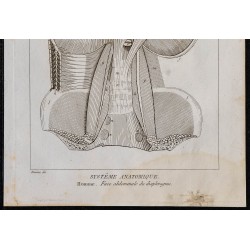1825 - Face abdominale du diaphragme humain 