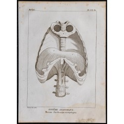 1825 - Thorax humain 