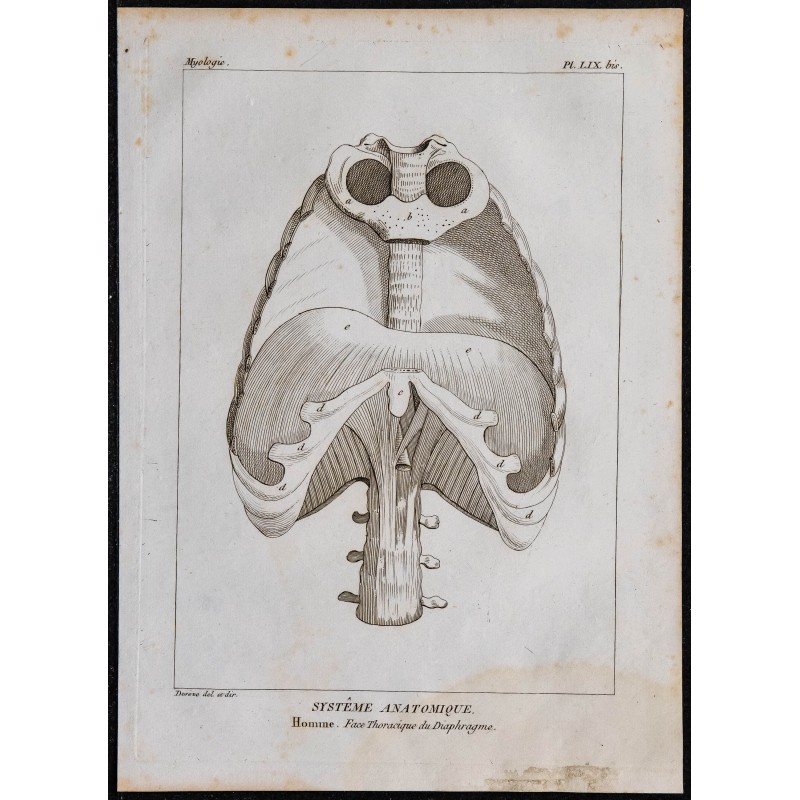 1825 - Thorax humain 