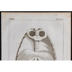 1825 - Thorax humain 
