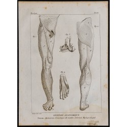 1825 - Muscles de la jambe humaine 