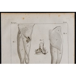 1825 - Muscles de la jambe humaine 