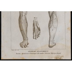 1825 - Muscles de la jambe humaine 