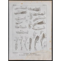 1825 - Os et muscles de la main chez les Mammifères 