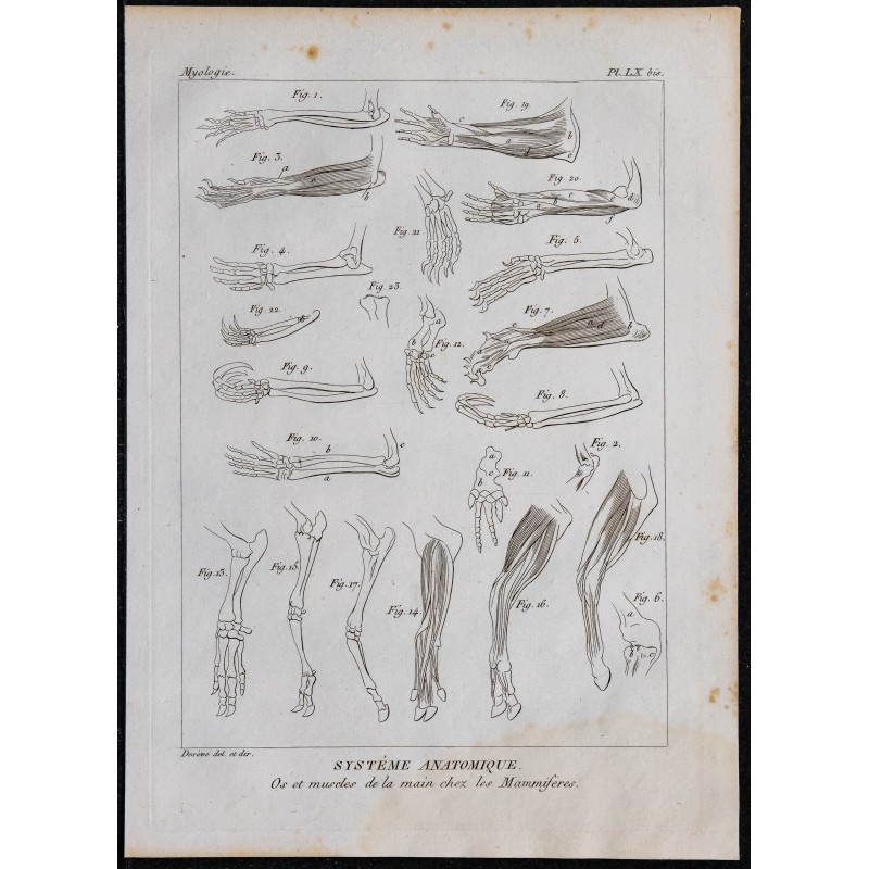 1825 - Os et muscles de la main chez les Mammifères 