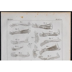 1825 - Os et muscles de la main chez les Mammifères 