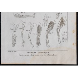1825 - Os et muscles de la main chez les Mammifères 